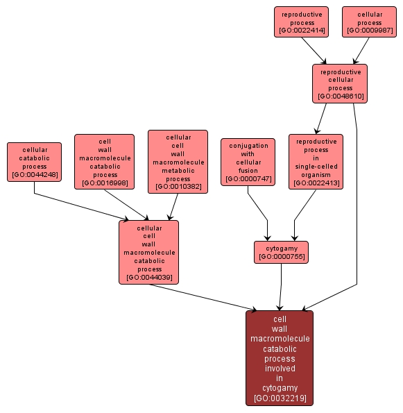 GO:0032219 - cell wall macromolecule catabolic process involved in cytogamy (interactive image map)