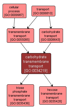 GO:0034219 - carbohydrate transmembrane transport (interactive image map)