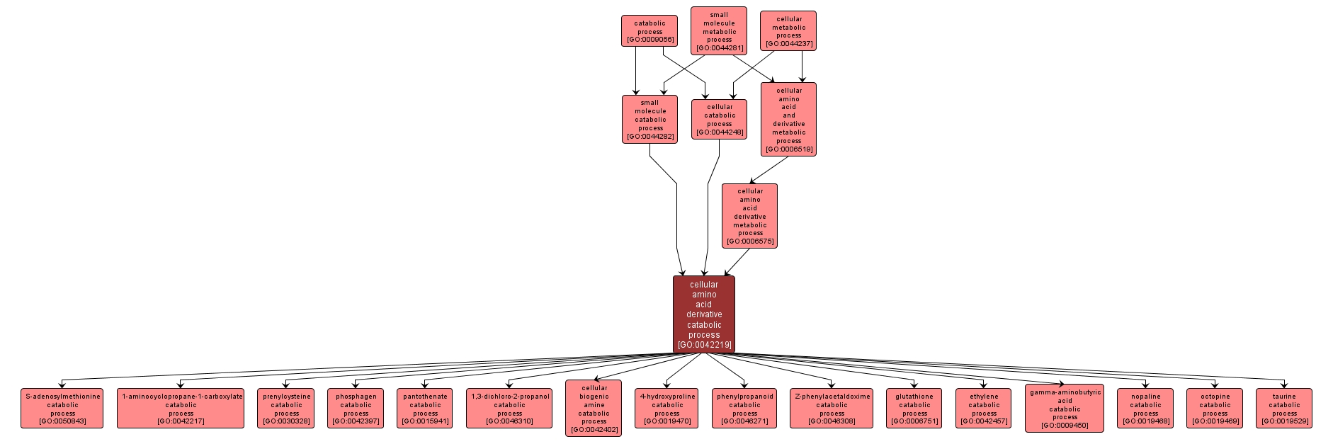 GO:0042219 - cellular amino acid derivative catabolic process (interactive image map)