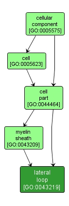 GO:0043219 - lateral loop (interactive image map)