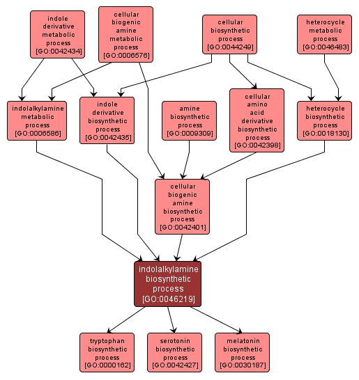 GO:0046219 - indolalkylamine biosynthetic process (interactive image map)