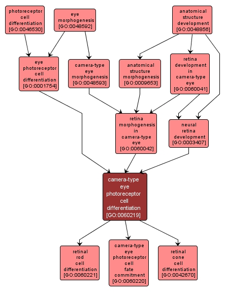 GO:0060219 - camera-type eye photoreceptor cell differentiation (interactive image map)