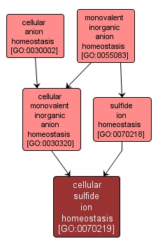GO:0070219 - cellular sulfide ion homeostasis (interactive image map)