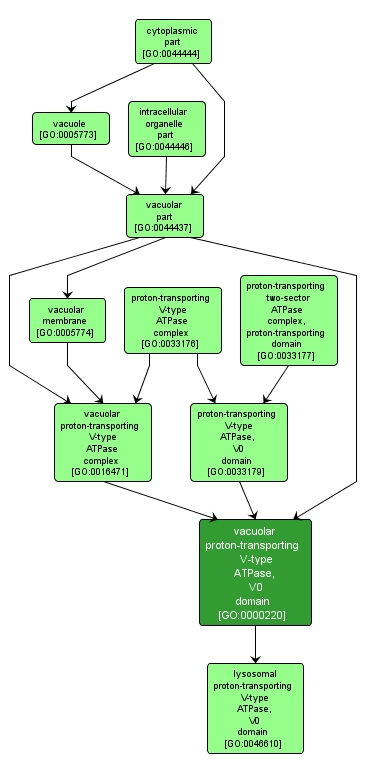 GO:0000220 - vacuolar proton-transporting V-type ATPase, V0 domain (interactive image map)