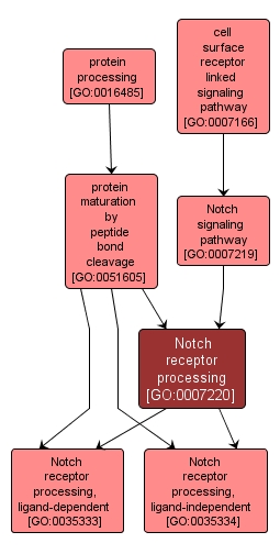GO:0007220 - Notch receptor processing (interactive image map)