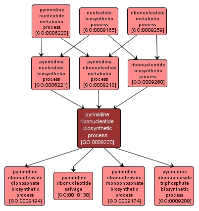 GO:0009220 - pyrimidine ribonucleotide biosynthetic process (interactive image map)