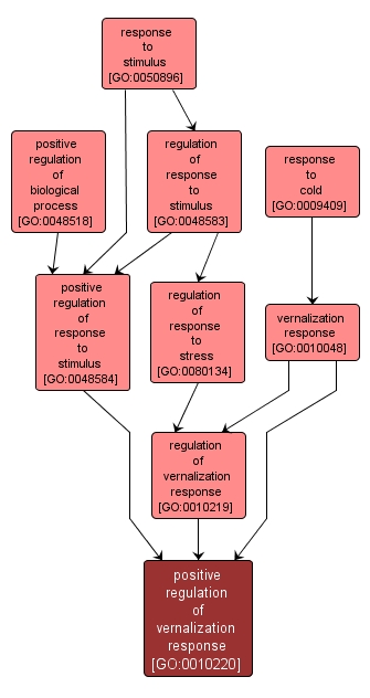 GO:0010220 - positive regulation of vernalization response (interactive image map)