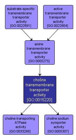 GO:0015220 - choline transmembrane transporter activity (interactive image map)