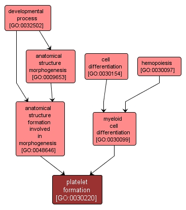 GO:0030220 - platelet formation (interactive image map)