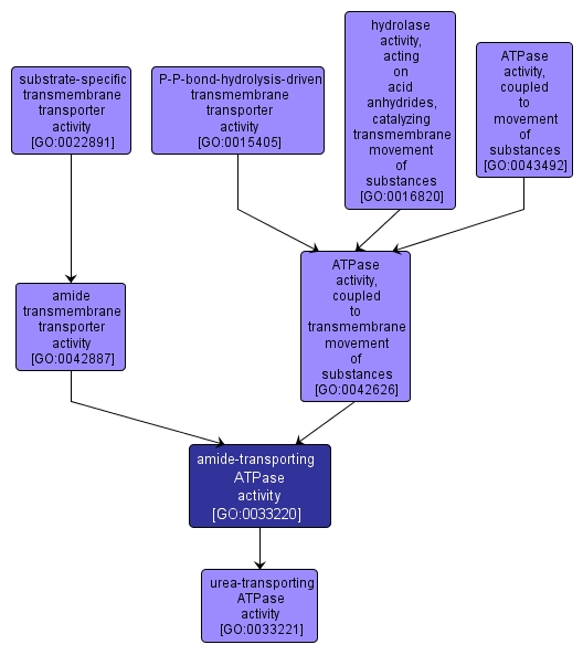 GO:0033220 - amide-transporting ATPase activity (interactive image map)