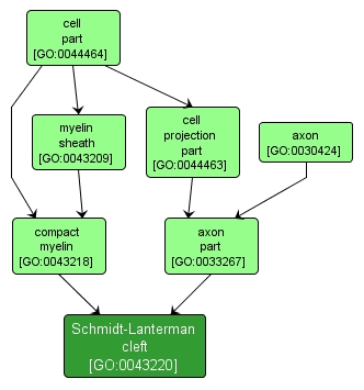 GO:0043220 - Schmidt-Lanterman cleft (interactive image map)