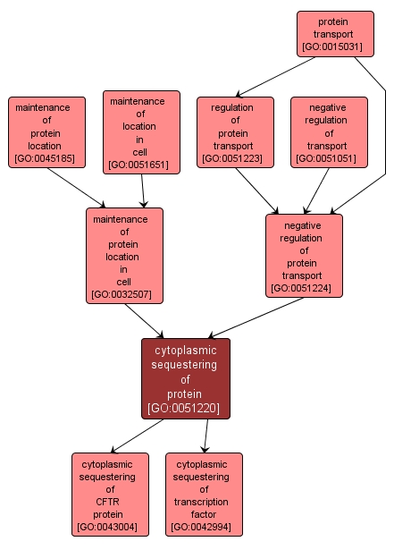 GO:0051220 - cytoplasmic sequestering of protein (interactive image map)