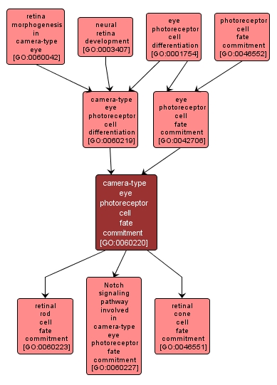 GO:0060220 - camera-type eye photoreceptor cell fate commitment (interactive image map)