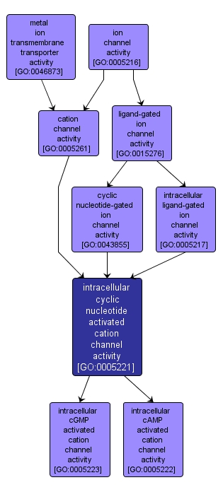 GO:0005221 - intracellular cyclic nucleotide activated cation channel activity (interactive image map)