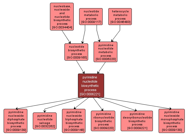 GO:0006221 - pyrimidine nucleotide biosynthetic process (interactive image map)