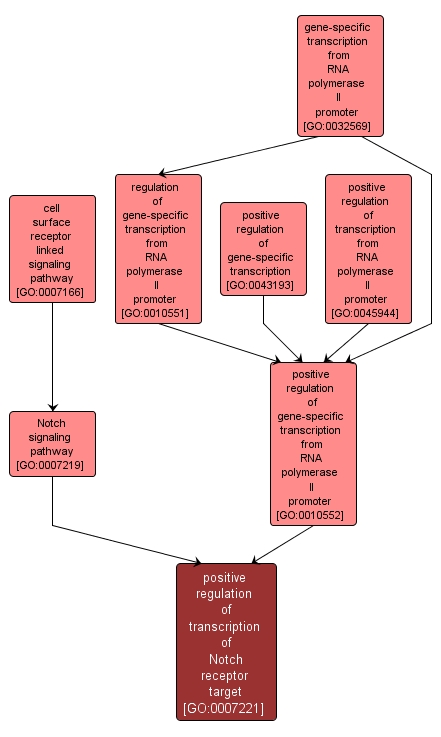 GO:0007221 - positive regulation of transcription of Notch receptor target (interactive image map)