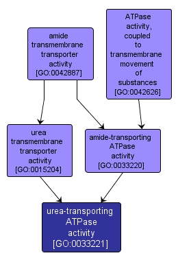 GO:0033221 - urea-transporting ATPase activity (interactive image map)