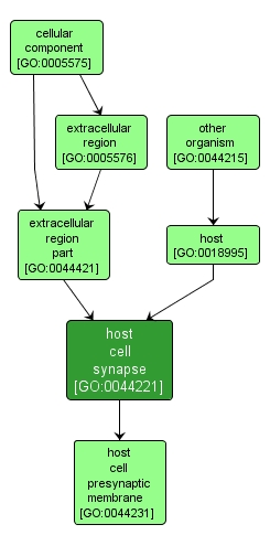 GO:0044221 - host cell synapse (interactive image map)
