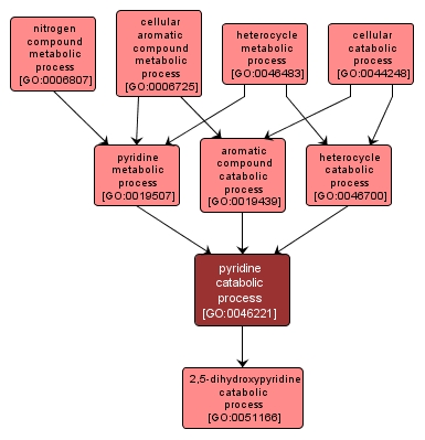 GO:0046221 - pyridine catabolic process (interactive image map)