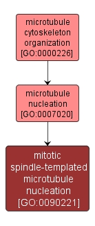 GO:0090221 - mitotic spindle-templated microtubule nucleation (interactive image map)
