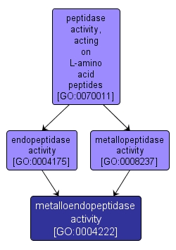 GO:0004222 - metalloendopeptidase activity (interactive image map)