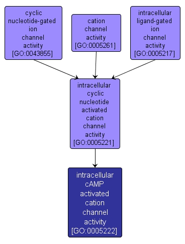 GO:0005222 - intracellular cAMP activated cation channel activity (interactive image map)