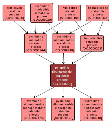 GO:0009222 - pyrimidine ribonucleotide catabolic process (interactive image map)