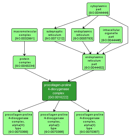 GO:0016222 - procollagen-proline 4-dioxygenase complex (interactive image map)