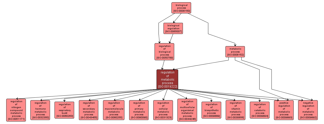 GO:0019222 - regulation of metabolic process (interactive image map)