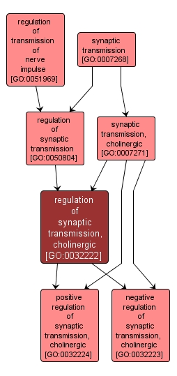 GO:0032222 - regulation of synaptic transmission, cholinergic (interactive image map)