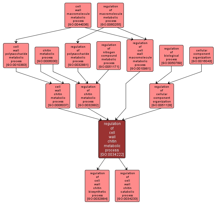 GO:0034222 - regulation of cell wall chitin metabolic process (interactive image map)