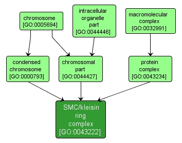 GO:0043222 - SMC/kleisin ring complex (interactive image map)