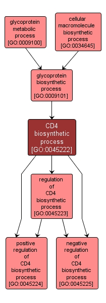 GO:0045222 - CD4 biosynthetic process (interactive image map)