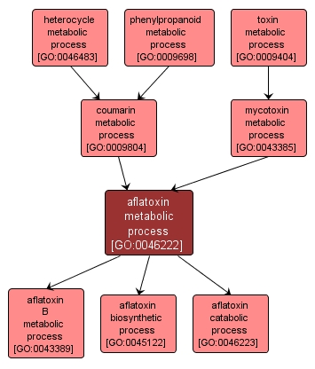 GO:0046222 - aflatoxin metabolic process (interactive image map)