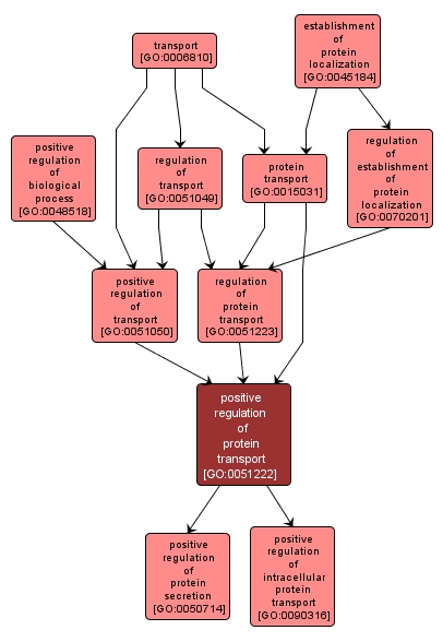 GO:0051222 - positive regulation of protein transport (interactive image map)