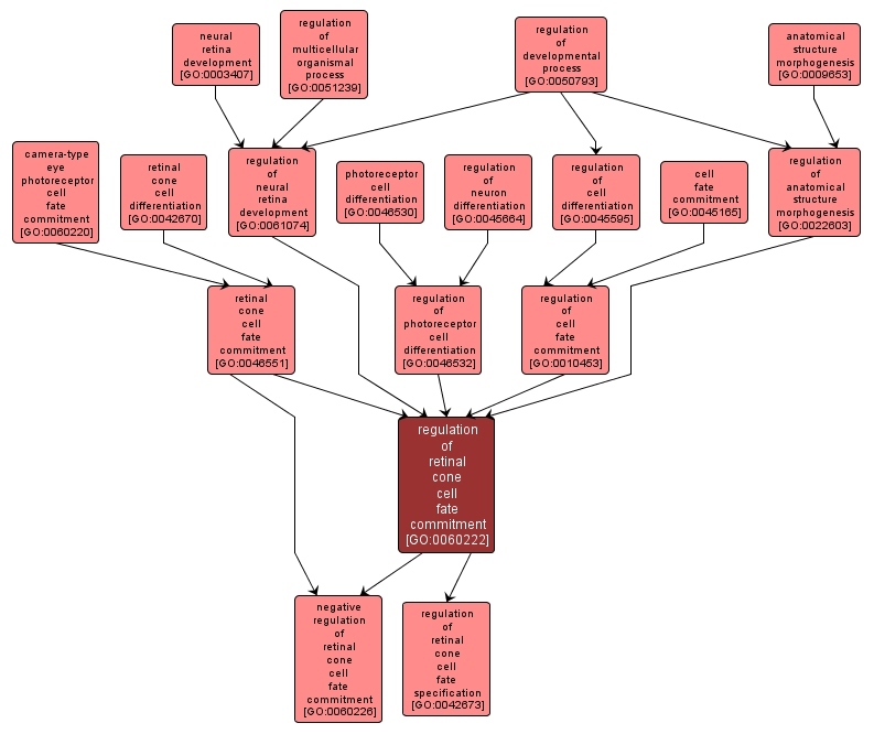 GO:0060222 - regulation of retinal cone cell fate commitment (interactive image map)