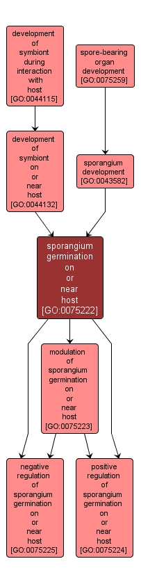 GO:0075222 - sporangium germination on or near host (interactive image map)