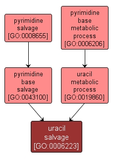 GO:0006223 - uracil salvage (interactive image map)
