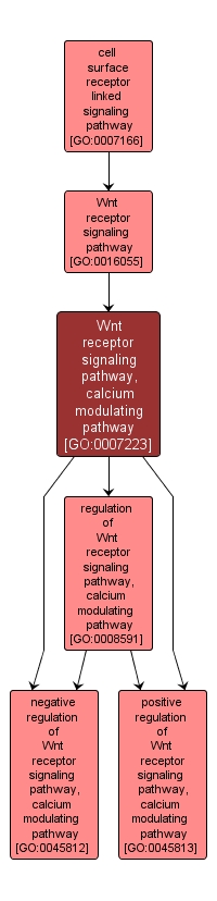 GO:0007223 - Wnt receptor signaling pathway, calcium modulating pathway (interactive image map)