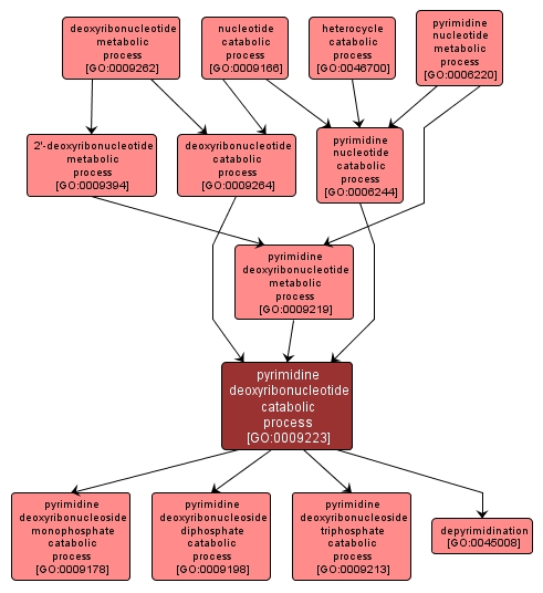 GO:0009223 - pyrimidine deoxyribonucleotide catabolic process (interactive image map)