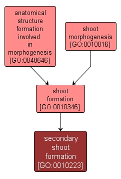 GO:0010223 - secondary shoot formation (interactive image map)