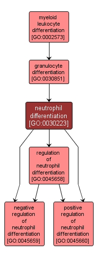 GO:0030223 - neutrophil differentiation (interactive image map)