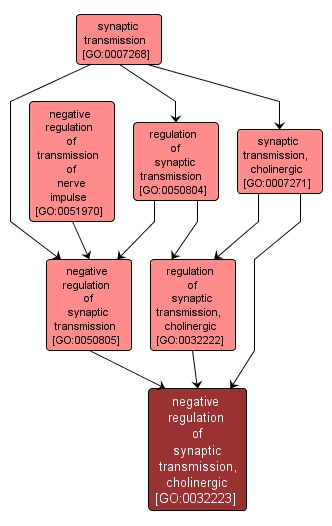 GO:0032223 - negative regulation of synaptic transmission, cholinergic (interactive image map)