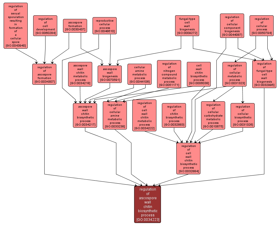 GO:0034223 - regulation of ascospore wall chitin biosynthetic process (interactive image map)