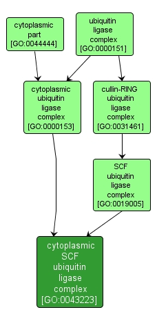 GO:0043223 - cytoplasmic SCF ubiquitin ligase complex (interactive image map)