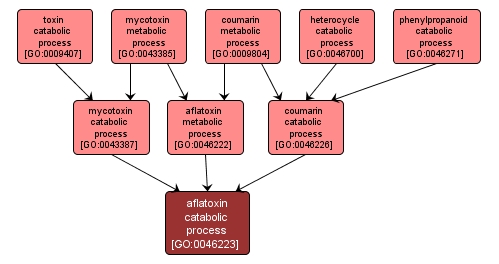 GO:0046223 - aflatoxin catabolic process (interactive image map)