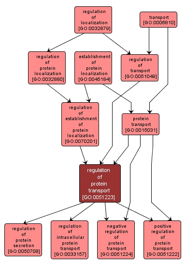 GO:0051223 - regulation of protein transport (interactive image map)