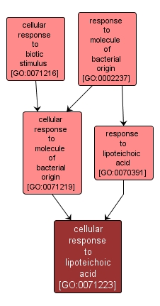 GO:0071223 - cellular response to lipoteichoic acid (interactive image map)