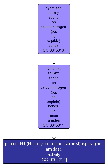 GO:0000224 - peptide-N4-(N-acetyl-beta-glucosaminyl)asparagine amidase activity (interactive image map)