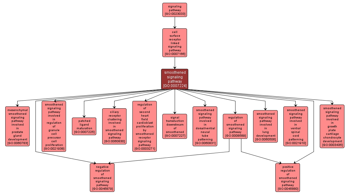 GO:0007224 - smoothened signaling pathway (interactive image map)